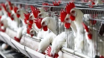 تراجع 10 جنيهات.. أسعار الدواجن تسجل مستويات جديدة في الأسواق المحلية